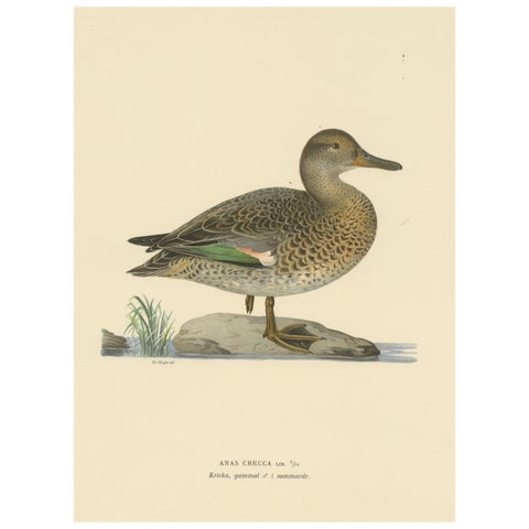 Whistles on the Wing: The European Teal by Magnus von Wright, 1929
