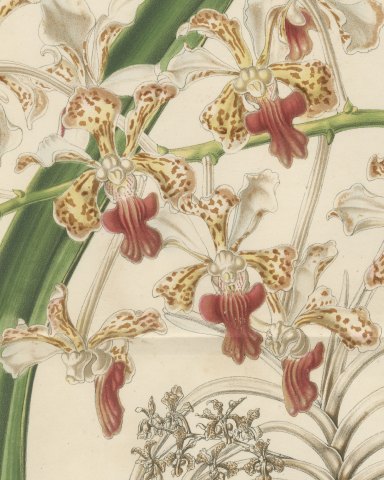 Vanda Suaveolens Orchid in a Pot, Chromolithograph Plate I, 1859, close-up 1