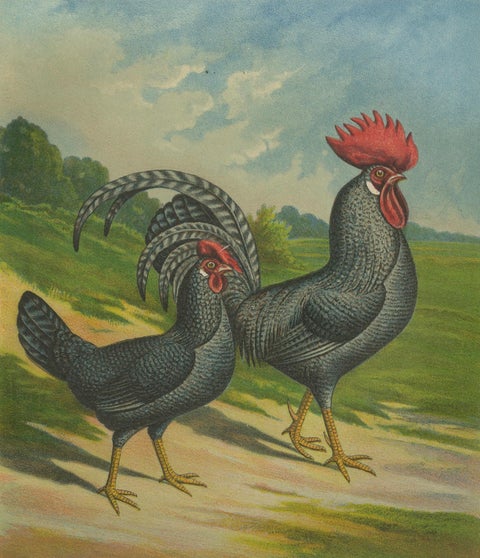 The Striking Cuckoo Italian Chicken - A Rare 19th Century Poultry Lithograph, close-up 4