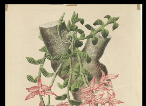 Orchid Elegance: Huge Exquisite Chromolithograph of the Dutch Colonial Era, 1854, close-up 2