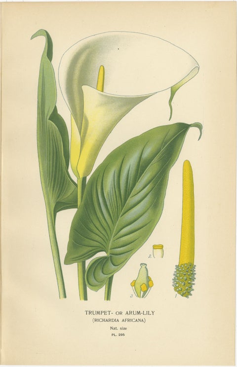 Antique Botanical Lithographs, Caladium, Arum Lily & Flamingo Flower, c.1897, view 4