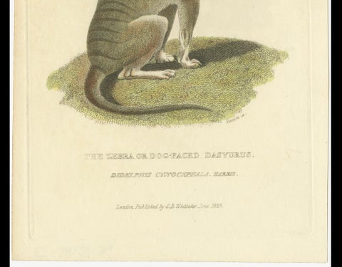 Antique Print with Hand Coloring of a Tasmanian Tiger or Tasmanian Wolf, close-up 2