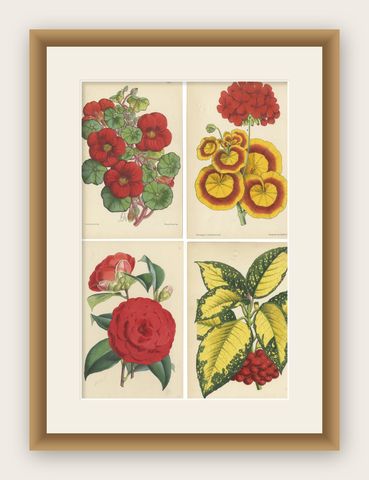 Set of 4 Antique Botany Prints, Red, by Brooks 'c.1870', shown framed
