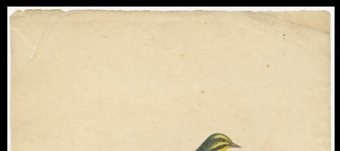 Late 18th-century Hand-Colored Copperplate Engraving of the Yellow Finch, 1794, close-up 1