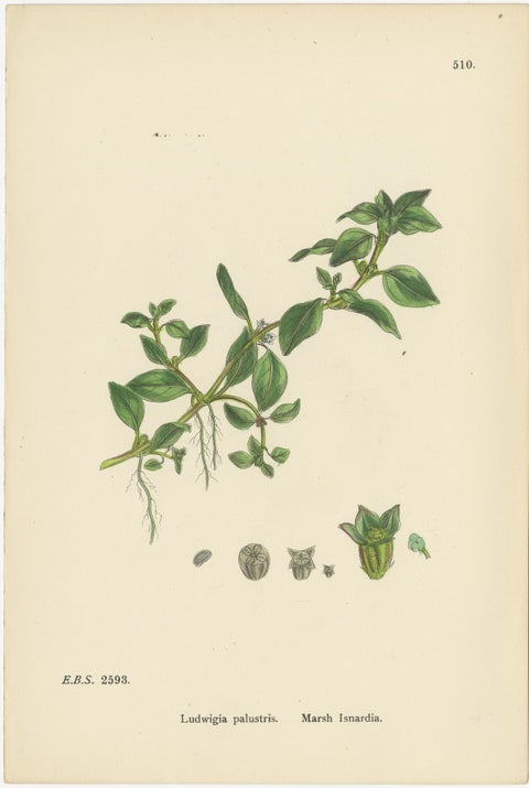 Engravings of Evening-Primrose, Marsh Isnardia, and Enchanter’s Nights, 1902, view 3