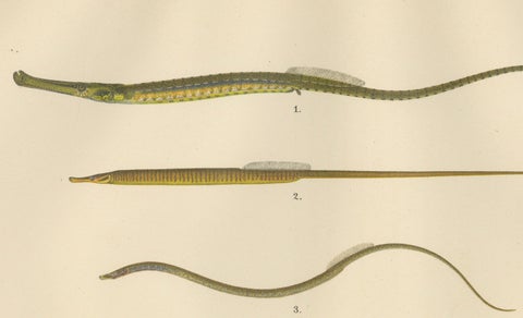 Pipefish and Worm Pipefish - Graceful and Slender Scandinavian Fish Lithograph, close-up 5