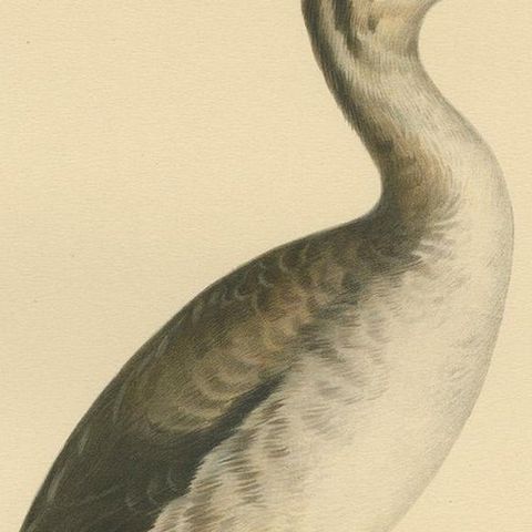 Antique Bird Print of a Young Horned Grebe by Von Wright '1929', close-up 2
