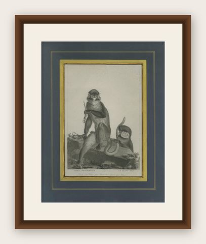 Antique Print of the White-Nosed Monkey by Miger 'c.1808', shown framed