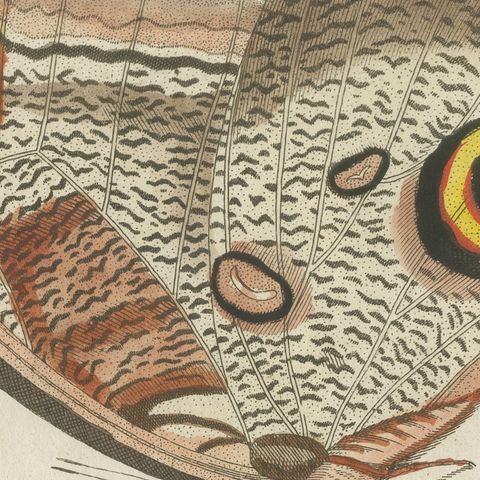 Owl Butterfly from Suriname, Antique Bertuch Print, Vienna, circa 1805, close-up 1