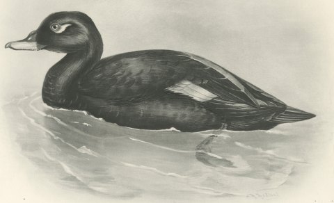 Velvet Scoter Drake Swimming, Plate CXC after Lilian Medland, c. 1909, close-up 1