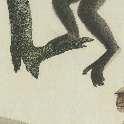 Original Antique Print with Three Monkeys Including the Indri, close-up 2