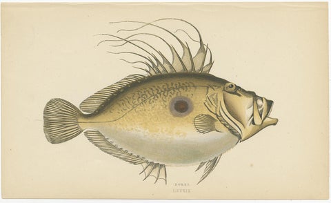 Antique Print of the Dory Fish by J. Couch, circa 1870, view 4