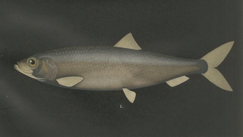 Scandinavian Herring and Shad: Exquisite Lithograph from Pisces Scandinaviae, close-up 4