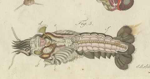 Original Antique Anatomical Print of a European Crayfish by Bertuch, c.1800, close-up 1