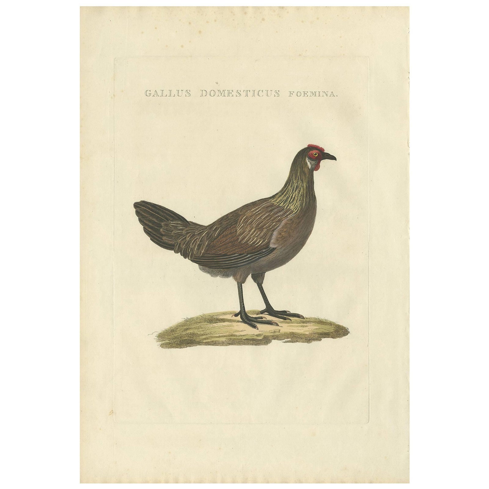 Hen, Gallus Domesticus Foemina, Nozeman & Sepp Antique Bird Print, c.1829