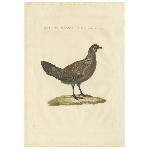 Hen, Gallus Domesticus Foemina, Nozeman & Sepp Antique Bird Print, c.1829