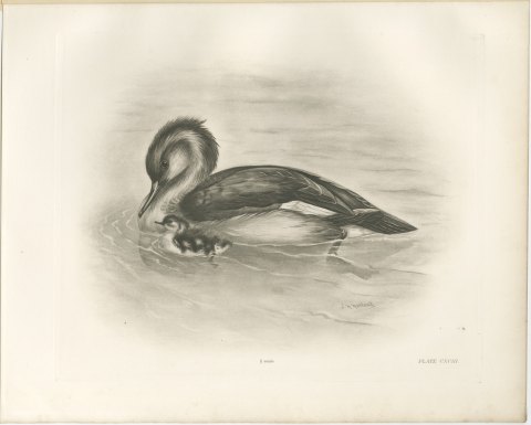 Red-breasted Merganser Duck with Downy Young after Lilian Medland, c. 1909, view 2