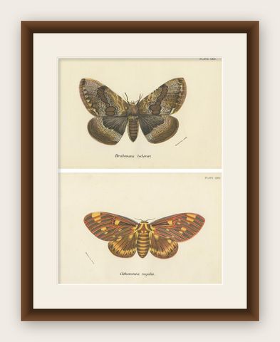 Set of 2 Antique Prints of Moths by Lloyd 'circa 1897', shown framed