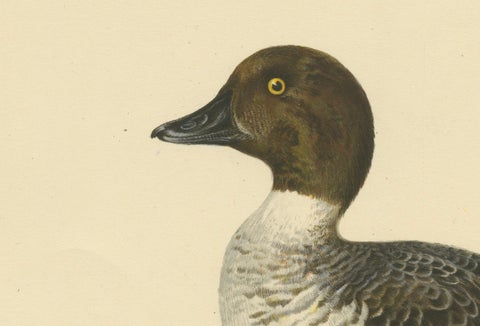 Serene Observer: Vintage Bird Print of The Common Goldeneye by Magnus von Wright, close-up 2