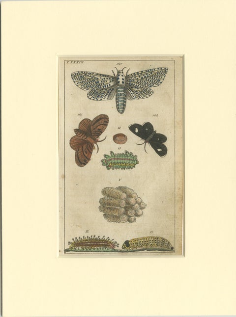 Set of 3 Antique Butterfly Prints Also Showing Caterpillars and Pupae, 1810, view 2