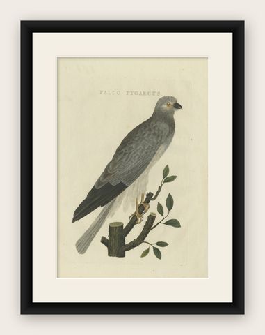 Antique Bird Print of the Hen Harrier by Sepp & Nozeman, 1809, shown framed