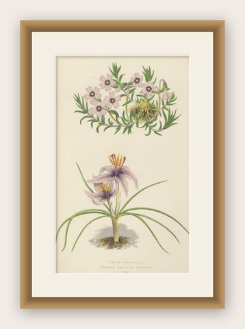 Moss Phlox and Greek Saffron Crocus hand coloured botanical print 1874, shown framed