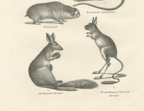 Antique Rodents & Hares Lithographs, Rabbits, Guinea Pig & Jerboa c.1830, close-up 2