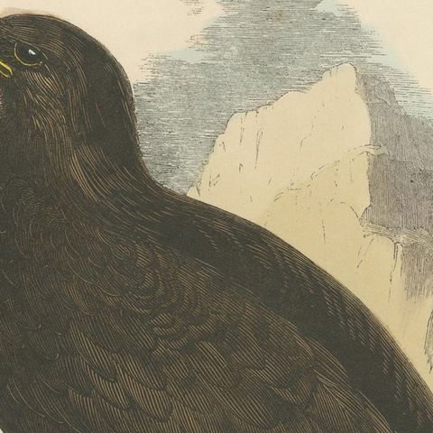 The Majestic Golden Eagle, Antique Wood Engraving, circa 1860, close-up 4