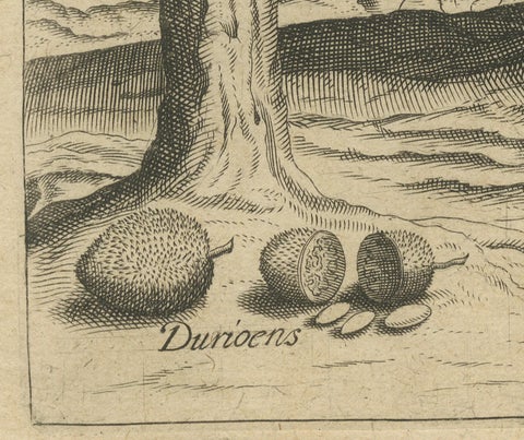 Botanical Marvels of India: Bamboo and Durian in De Bry's 1601 Copper Engraving, close-up 2