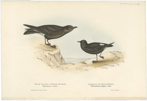 Old Bird Print of the Fork-Tailed Storm-Petrel and Common Storm-Petrel, 1832, view 2
