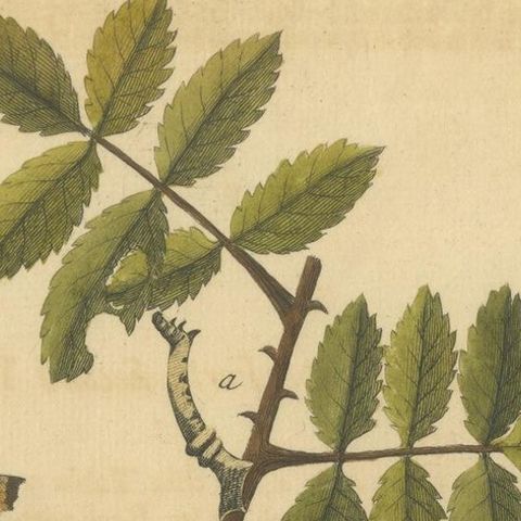 English Moths on Rowan & Hawthorn, Hand-Colored Insect Engraving, Albin 1720, close-up 1