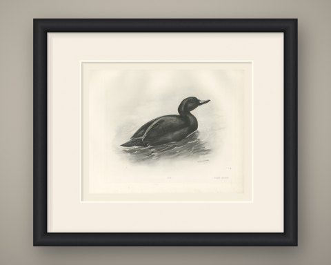 Common Scoter Drake on Open Water, Plate CLXXXIX after Lilian Medland, c. 1909, shown framed