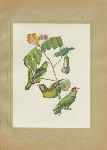 Parrotlets and Small Parrots, Brazilian Bird Print, Descourtilz, 1944, view 2