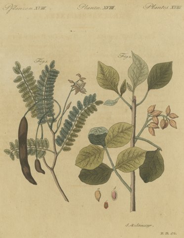 Tamarind and Pistachio Nut Tree, Antique Bertuch Print, circa 1805