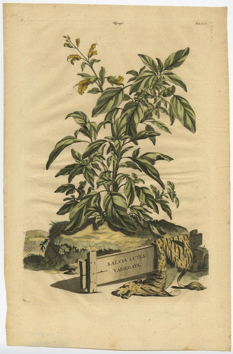 Botanical Illustration of Yellow Variegated Sage from Munting’s 1696 Herbal, view 2