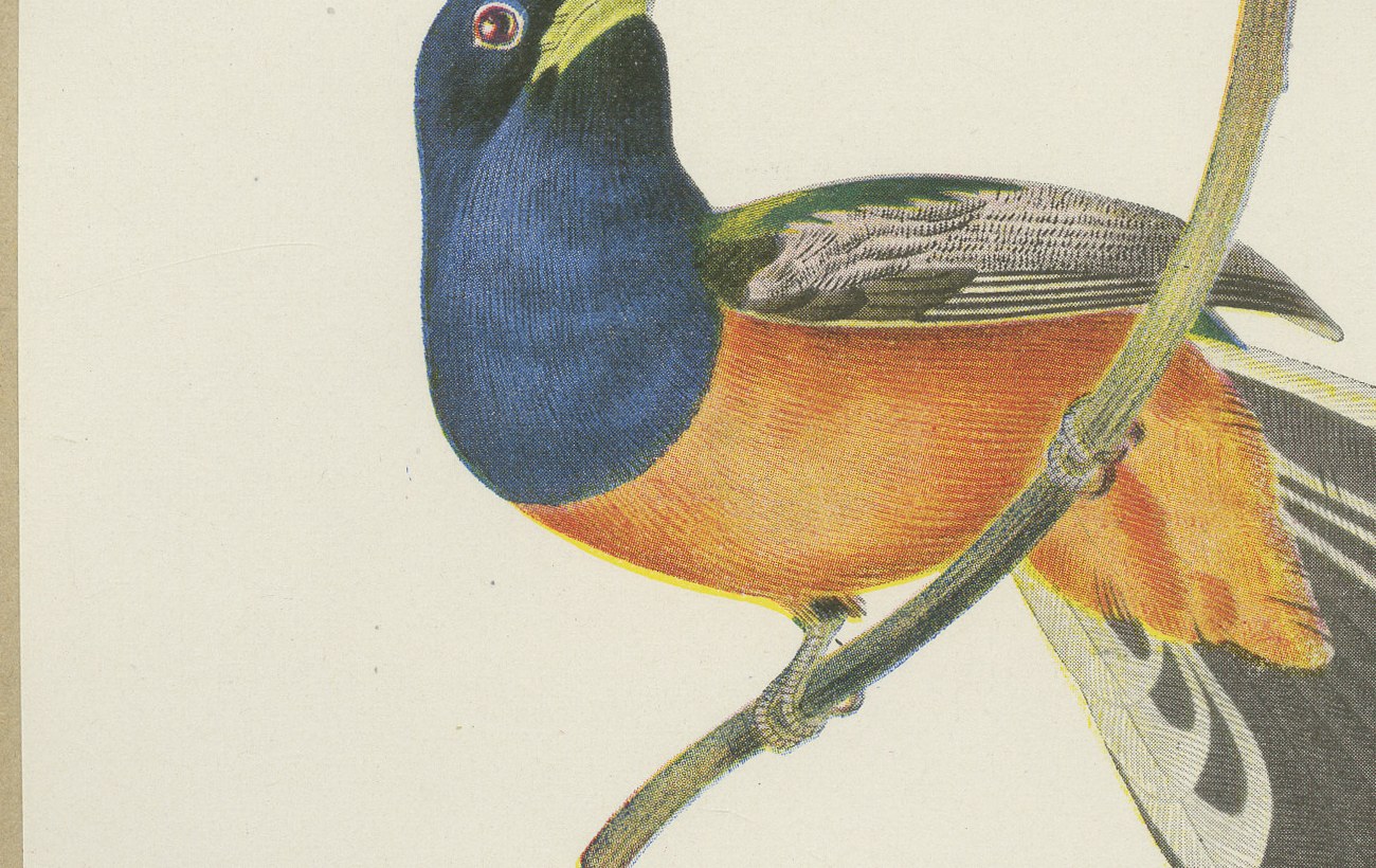Quetzal and Trogon, Brazilian Bird Print, Descourtilz, 1944, view 4