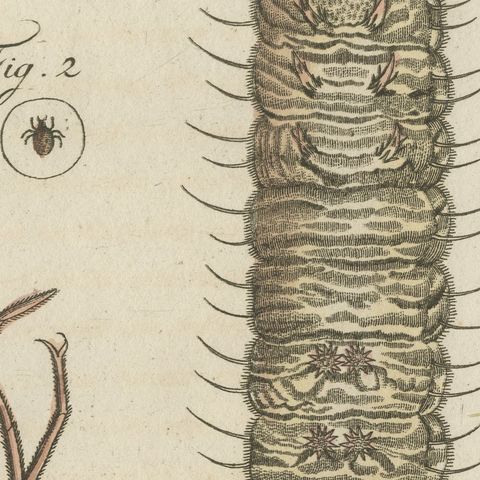 Magnified Insect Larvae and Small Moths, Antique Bertuch Print, circa 1805, close-up 4
