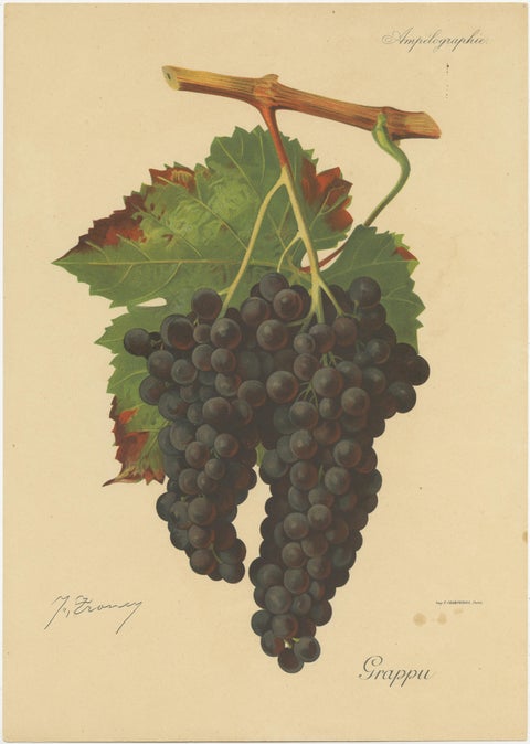 Set of three Antique Prints of Red Grape Varieties, view 4