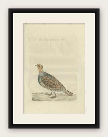 Antique Bird Print of a Male Grey Partridge by Sepp & Nozeman, 1789, shown framed