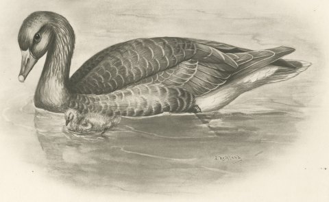 Gray Lag Goose Swimming with a Gosling, Plate CLIX after Lilian Medland, c. 1909, close-up 1