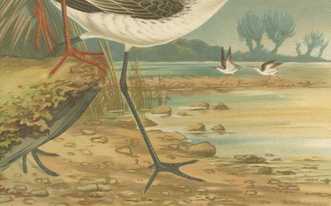 Redshank and Marsh Sandpiper, Antique Shorebird Lithograph c.1895, close-up 3