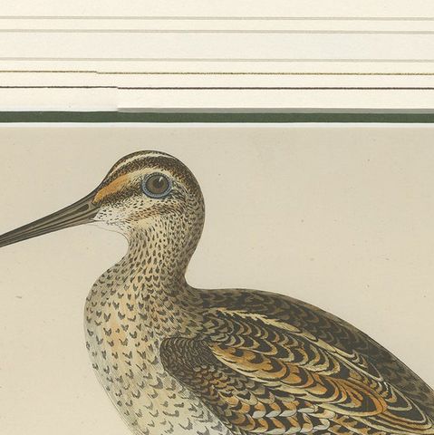 Antique Bird Print of the Great Snipe by Morris '1855', close-up 1