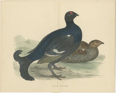Set of 2 Antique Prints of a Black Grouse and Red Grouse 'with Centre Fold', view 2