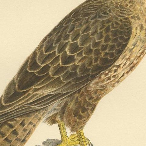 Antique Bird Print of a Female Buzzard by Von Wright, '1929', close-up 2