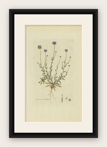 Antique Botany Print of the Jasione Montana by Curtis, circa 1777, shown framed