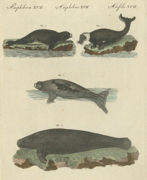 Antique Handcolored Engraving of Seals and Amphibious Mammals, c.1800, close-up 3