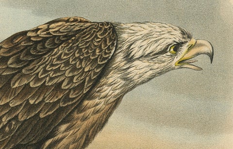 Bird Print of the White-Tailed or Grey or Eurasian Sea Eagle, 1894, close-up 3
