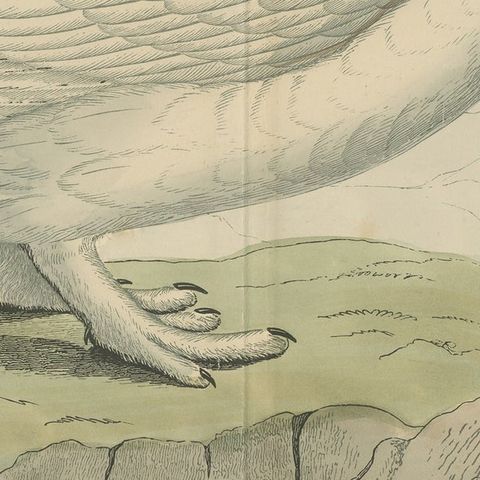Original Antique Print of a Ptarmigan 'with centre fold', close-up 2