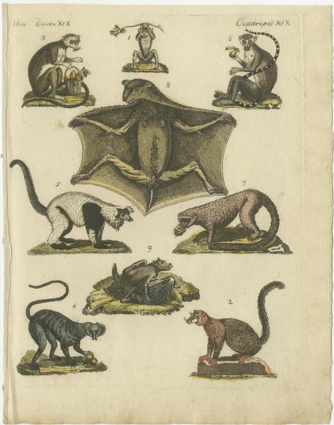 Hand Colored Antique Print of Lemurs and the extinct Mauritian Flying Fox, 1820, view 2