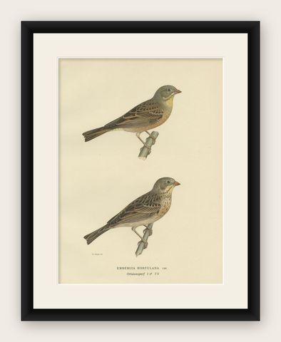 Antique Bird Print of The Ortolan Bunting, a French Delicacy, 1927, shown framed